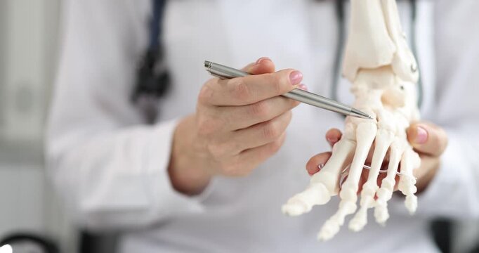 Doctor points at foot skeleton model with metal pen during anatomy consult. Specialist taps toe bones explaining joint structure for patient care