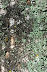 樹皮の模様　地衣類　ケヤキの木肌　グラフィック素材