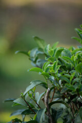 Obraz premium Vertical Green tea tree leaves field Fresh young tender bud herbal in farm on summer morning. Vertical Tree tea plant green nature farmland. Organic farm tender bud herbal Green tea tree camellia