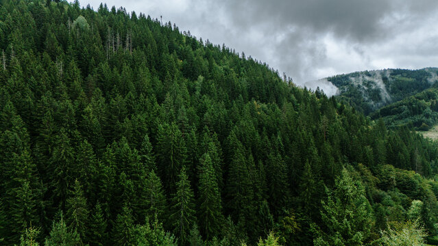 Aerial view of lush green coniferous forest blanketing the mountainside under a cloudy sky, Romanija, Republika Srpska, Bosnia and Herzegovina.