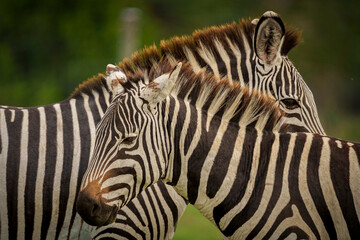 Fototapeta premium 2 common zebras up close in Ol pejeta Conservancy, Kenya