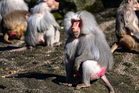 The hamadryas baboon, Papio hamadryas is a species of baboon