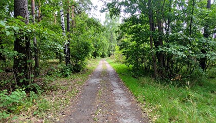 Obraz premium Forest Path Through a Woodland Landscape Green Trees 50 70