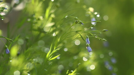 kwiaty w trawie po deszczu © Dariusz