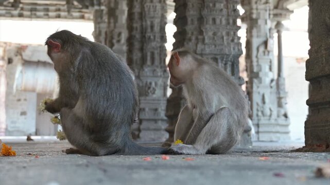Group of barbary macaque ape, rhesus monkey eating flowers, wildlife of Hampi India, jungle and rainforest animal in the city