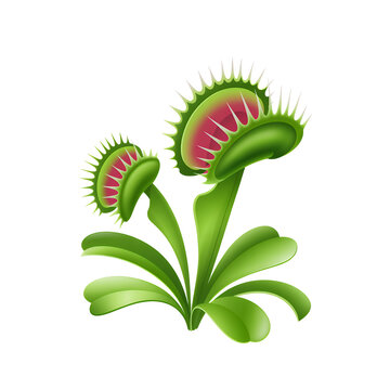 Venus flytrap plant with green leaves and red center isolated on a transparent background