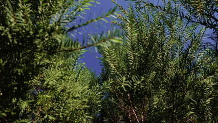 Fototapeta premium Melaleuca bracteata macro leaves small world