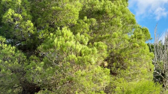 Bird Circling Pine Tree Containing Processionary Caterpillar Silk Nest &mdash; Mediterranean Spring Wildlife Clip