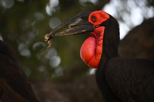 Close up portrait of Southern Ground Hornbill (Bucorvus leadbeateri) with prey in beak, African wildlife photography
