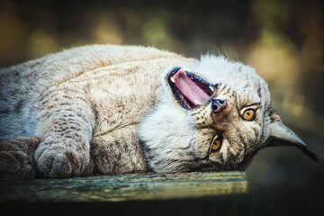 Majestic Eurasian lynx lying on a wooden platform, close-up portrait of a wild cat resting.  © Enrico Obergefäll