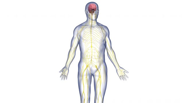 Central Organ of Human Nervous System Brain Anatomy Animation Concept