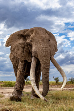 Elephant (Loxodonta africana) bull, portrait, Amboseli National Park, Kenya. Endangered. ee.)