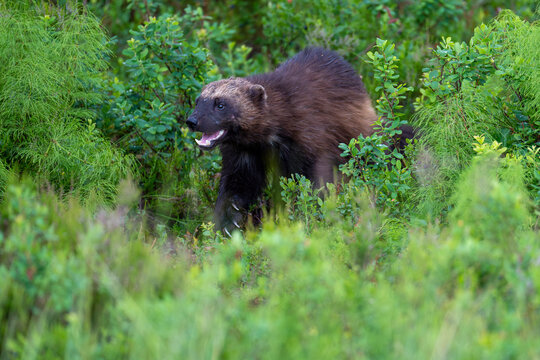 Wolverine (Gulo gulo) walking through vegetation, Karbole, Halsingland, Sweden. July. 