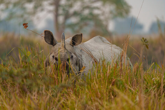 Indian rhinoceros (Rhinoceros unicornis) standing in long grass, Jim Corbett National Park, Uttarakhand, India. 
