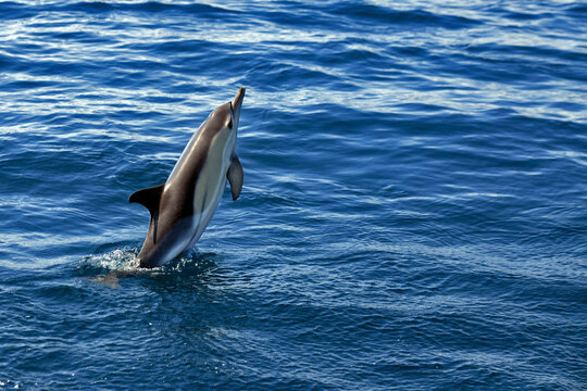 Common dolphin (Delphinus delphis) leaping out of the ocean, Tenerife, Canary Islands, Atlantic Ocean. 