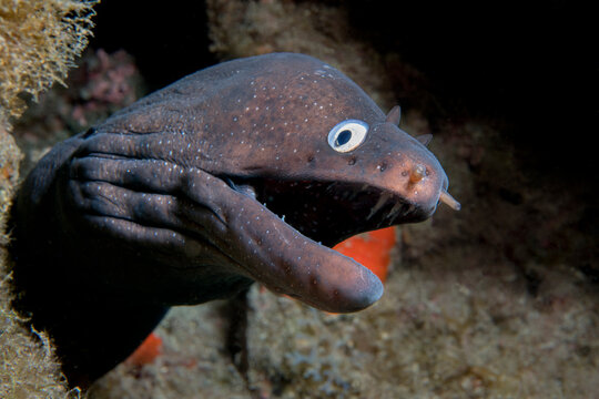Black moray (Muraena augusti) emerging from rock crevice, Tenerife, Canary Islands, Atlantic Ocean. 