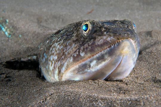Atlantic lizardfish (Synodus saurus) on seabed, Tenerife Canary Islands, Atlantic Ocean. 