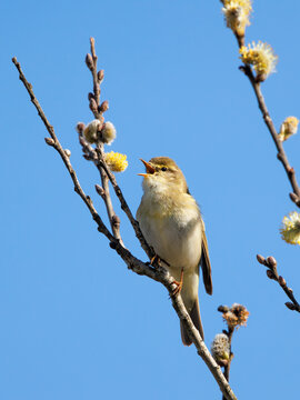 Willow warbler (Phylloscopus trochilus) perched in Willow tree singing, Upper Bavaria, Germany. April. 