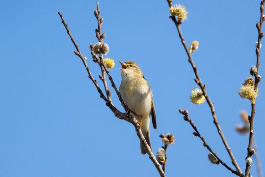 Willow warbler (Phylloscopus trochilus) perched in Willow tree singing, Upper Bavaria, Germany. April. 