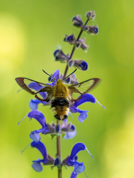 Broad-bordered bee hawk-moth (Hemaris fuciformis) resting on a flower, Bavaria, Germany. May. 