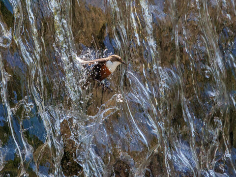 Dipper (Cinclus cinclus) flying through waterfall, Alps, Bavaria, Germany. May. 