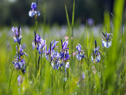 Siberian irises (Iris sibirica) in flower, Upper Bavaria, Germany. May. 