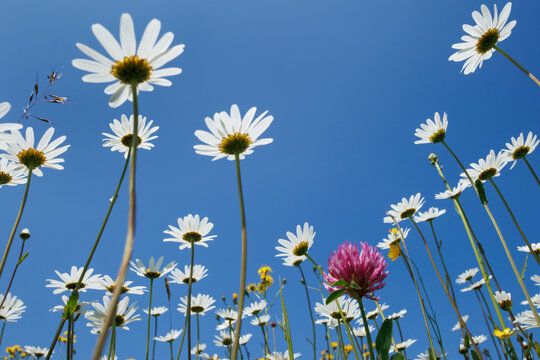 Flowering meadow with Marguerites (Leucanthemum vulgare) and Red clover (Trifolium pratense) against blue sky, Upper Bavaria, Germany. May. 
