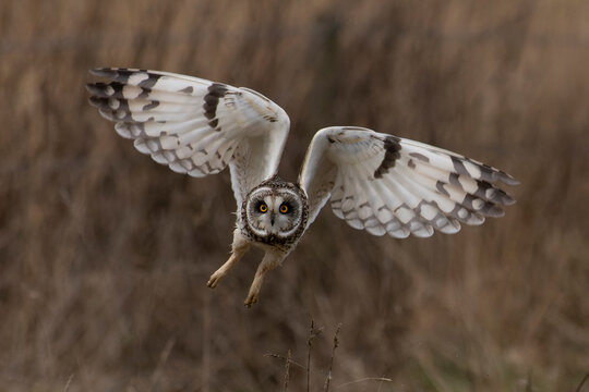 Short-eared owl (Asio flammeus) in flight, St Benet's Abbey, Norfolk, England, UK. February. 