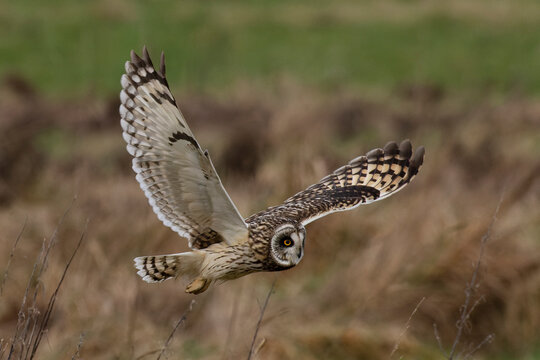 Short-eared owl (Asio flammeus) in flight, St Benet's Abbey, Norfolk, England, UK. February. 