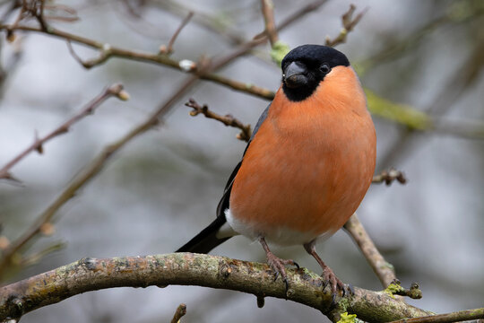 Bullfinch (Pyrrhula pyrrhula) male, perched on branch, Norfolk, England, UK. March. 