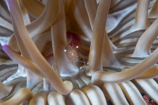 Glass shrimp (Periclimenes scriptus) commensal with Sand anemone (Condylactis aurantiaca), Vis Island, Croatia, Adriatic Sea. 