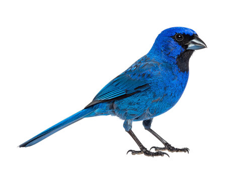 Blue cardinal perched with vivid plumage and glossy black face