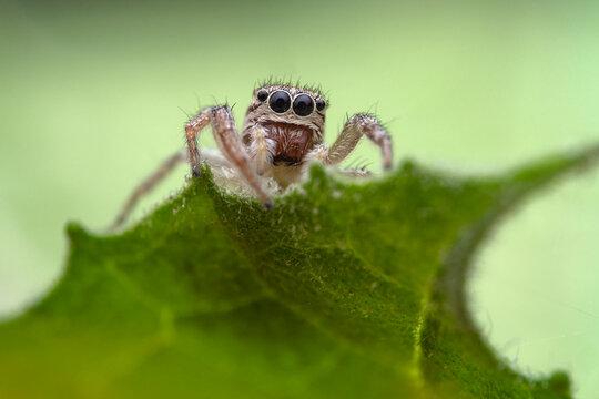 Jumping spider (Icius subinermis) female peering over the edge of a leaf, Lucerne, Switzerland. August. Focus stacked. 