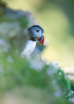 Atlantic puffin (Fratercula arctica) perched on a cliffside among wildflowers, Hermaness Nature Reserve, Shetland Islands, Scotland, UK. June. 