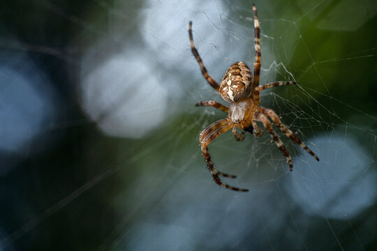 Orbweaver spider (Araneus diadematus) male on its web feeding on prey, Lucerne, Switzerland. August. 