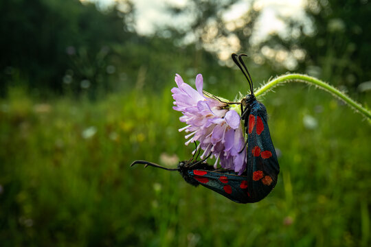 Six-spot burnet moths (Zygaena filipendulae) pair mating on a flower in a meadow at sunset, Lucerne, Switzerland. July. 