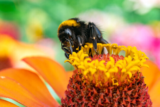 Bumblebee (Bombus sp.) feeding on pollen, Lucerne, Switzerland. July. 