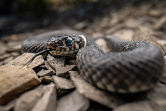 Grass snake (Natrix natrix) juvenile with its tongue out,
Lucerne, Switzerland. July. 