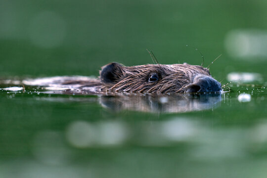 Eurasian beaver (Castor fiber) swimming in a pond, Thurgau, Switzerland. July. 