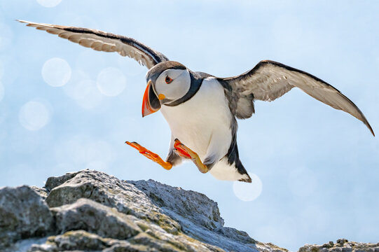 Puffin (Fratercula arctica) landing on rocks, Lunga, Isle of Mull, Scotland, UK. June. 