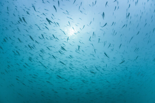 Large shoal of European perch (Perca fluviatilis) in Lake Annecy, Haute-Savoie, France. 