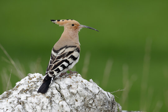 Hoopoe (Upupa epops) perched on a rock, Navarre, Spain. March. 