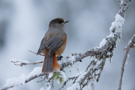 Siberian jay (Perisoreus infaustus) perched on snow-covered branch, Oulanka National Park, Finland. January. 