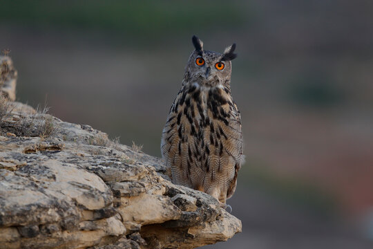 Eagle owl (Bubo bubo) perched on a rock at dusk, La Rioja, Spain. October. 