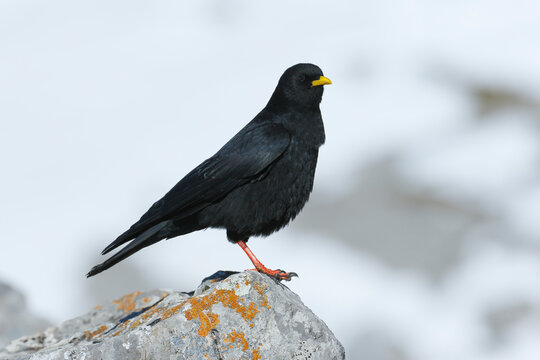 Alpine chough (Pyrrhocorax graculus) perched on a rock, Picos de Europa National Park, Spain. April. 