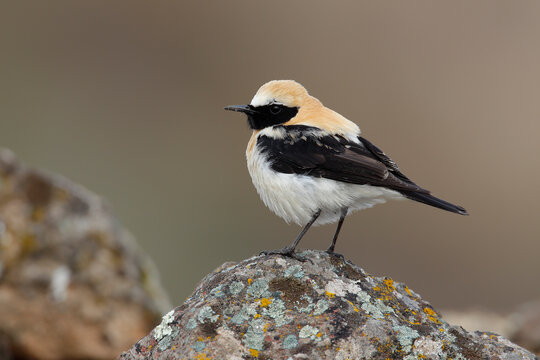 Black-eared wheatear (Oenanthe hispanica) male, perched on a rock, portrait, Ciudad Real, Spain. April. 
