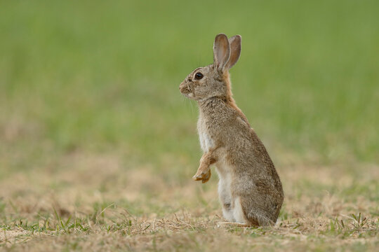 European rabbit (Oryctolagus cuniculus) sitting on hind legs, alert, La Rioja, Spain. April. 