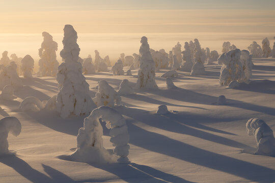 Snow-covered trees backlit by hazy sunlight, Riisitunturi National Park, Finland. January, 2024. 