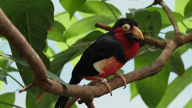 Bearded Barbet on branch 