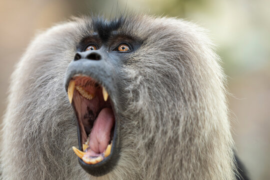 Lion-tailed macaque (Macaca silenus) with mouth open wide, head portrait, Valparai, Tamil Nadu, India.  Endangered. 